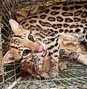 [Vídeo] Gato-do-mato é avistado em praça e capturado em União dos Palmares