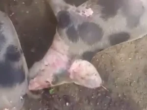 Morte de porcos intriga criadores no povoado Lagoa Comprida, em São Brás