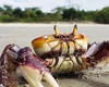 IMA alerta população sobre o período do defeso do caranguejo-uçá em Alagoas