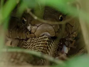 Foto de cobra-rei ingerindo naja viraliza e mostra hábito raro da espécie