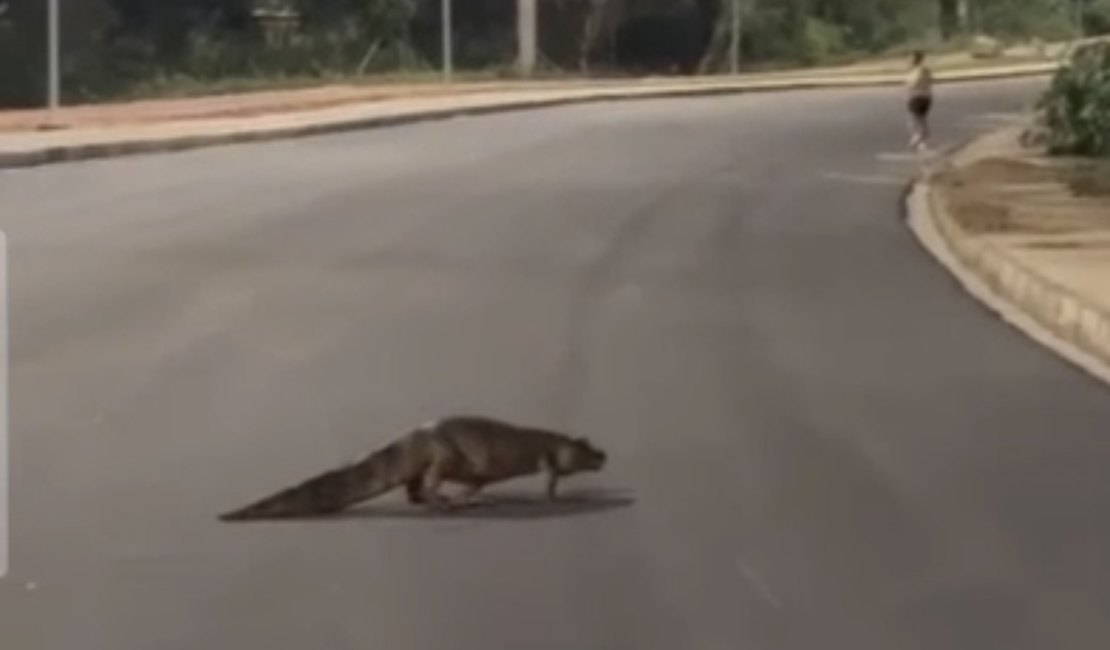 Jacaré é flagrado atravessando Anel Viário de Arapiraca