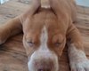Homem é indiciado por anunciar 'serviço' de corte de orelhas de cães em Maceió