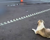 Cachorro permanece em rodovia em que tutora foi atropelada