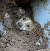 Cão é resgatado com vida após passar 20 horas sob escombros de muro