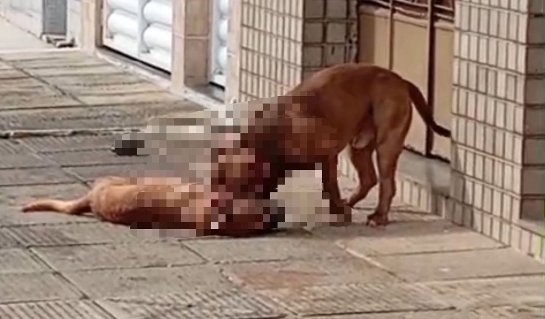 Cão de rua é morto após ataque de pitbulls no bairro da Ponta Grossa, em Maceió