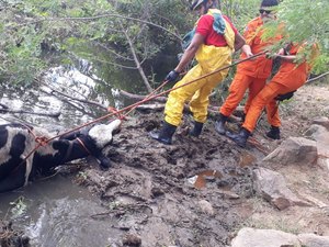 Bombeiros resgatam vaca que ficou atolada na lama em Delmiro Gouveia 