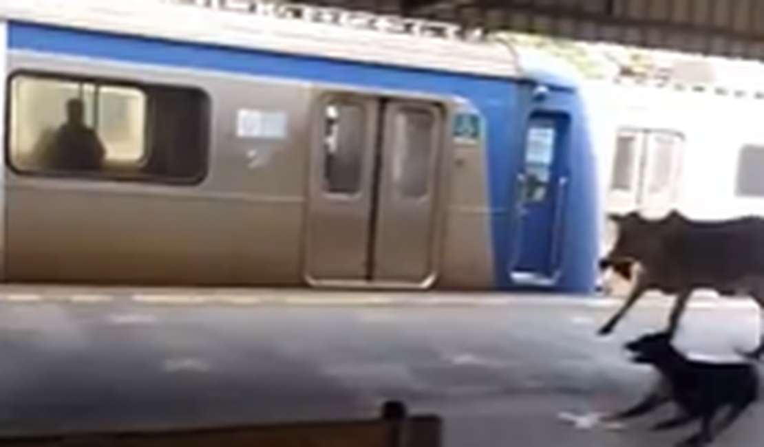 Bezerro invade estação no Rio de Janeiro e assusta passageiros