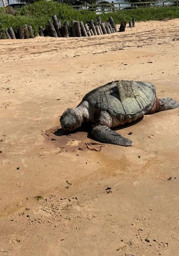 Tartaruga é achada morta em praia do município de Barra de Santo Antônio