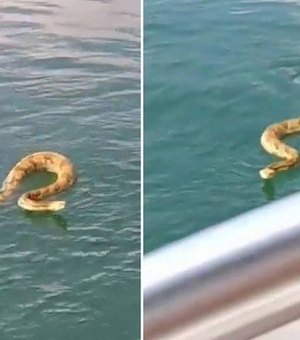 [Vídeo] Cascavel nada até barco e assusta tripulantes em barco