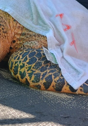 Tartaruga é resgatada com traumatismo na mandíbula na Praia de Ipioca