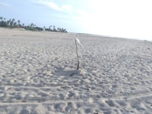 Circulação de quadriciclos é proibida em área de desova de tartarugas marinhas em Marechal Deodóro