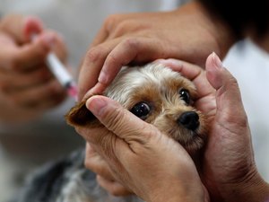 Vacinação antirrábica continua na sede do Centro de Controle de Zoonoses