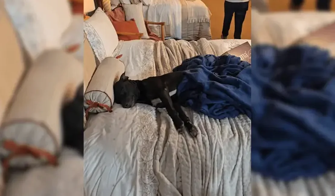 Cachorro que vivia na rua escolhe cama em feira, viraliza e é adotado