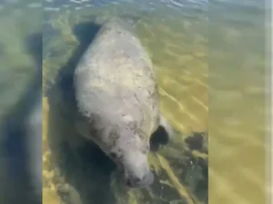 Peixe-boi “Tinga” é avistado novamente na Barra de São Miguel