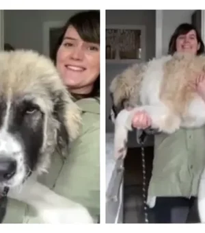 Cão adotado por mulher canadense já tem 40 kg e não para de crescer
