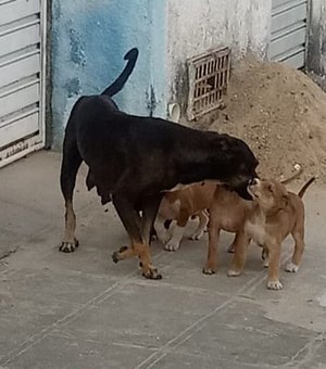 Cadela dá cria em Delegacia de Santana do Ipanema e policiais fazem doação de cachorrinhos