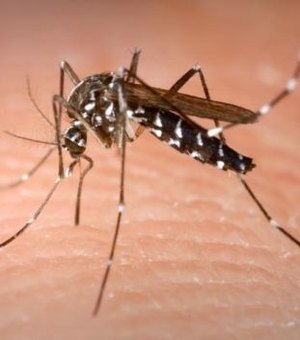 Saúde notifica 3.233 casos de dengue em 2015 na capital