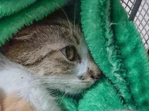 Mulher é presa após arremessar gata do 12º andar de prédio em Curitiba