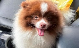 Cachorrinho da raça Lulu da Pomerânia desaparece no bairro Baixão