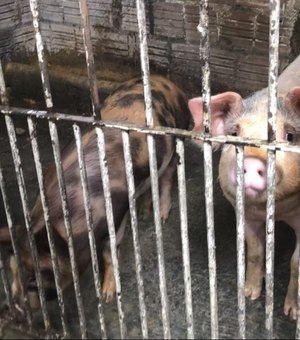 Criação clandestina de porcos é descoberta no bairro do Antares