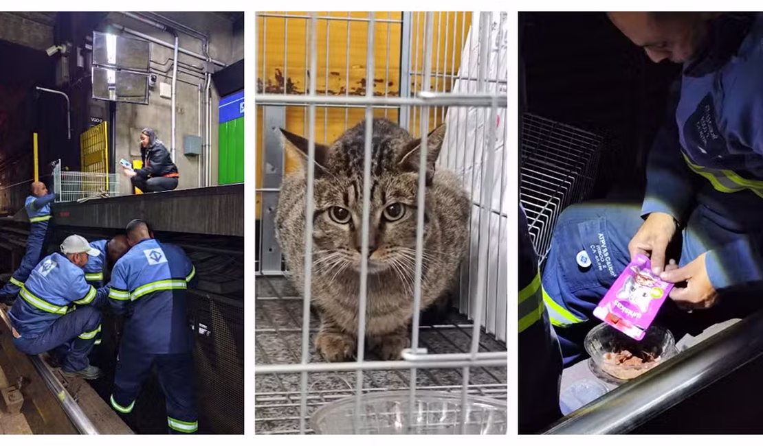 Gato é resgatado dos trilhos do metrô em São Paulo; funcionários se mobilizam para adotarem