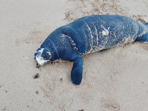 Filhote de peixe-boi é encontrado morto na Praia da Sereia