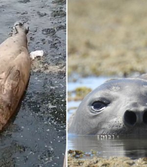 Elefante-marinho chega a Praia de Ponta Verde e biólogos reforçam importância do afastamento
