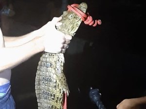 Em menos de um mês, moradora da zona rural de Palestina recebe a visita da dois jacarés