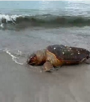 Tartaruga-cabeçuda é achada morta na areia da Ponta Verde, em Maceió