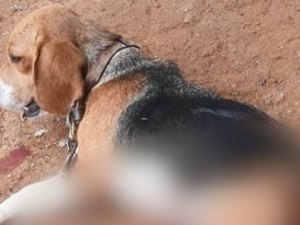Cadela é morta a facadas após invadir quintal de vizinho