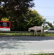 Cavalo é flagrado transitando por avenida movimentada de Maceió