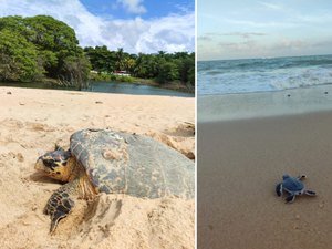 Alagoas oficializa plano para proteger tartarugas marinhas e integrar ações até 2030