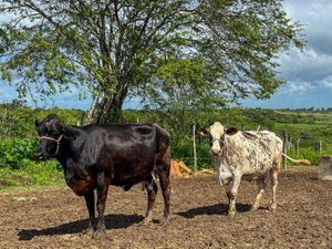 Curso de podologia bovina está com inscrições abertas