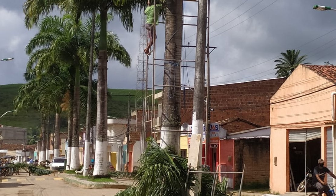 Derrubada de palmeiras imperiais causa polêmica em Jacuípe