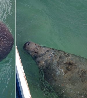 Crime ambiental: banhistas são flagrados tocando peixe-boi-marinho na praia da Pajuçara