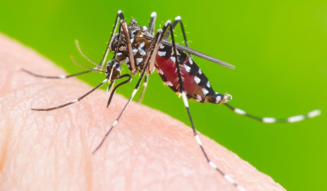 Sesau confirma: Alagoas registrou apenas uma morte por dengue em 2018
