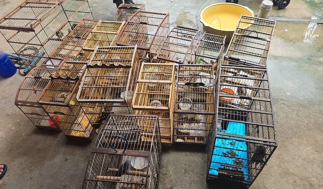 PM-AL resgata 89 aves silvestres durante fiscalização do Batalhão Ambiental no interior