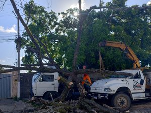 Árvore cai sobre dois veículos em via pública no bairro Jatiúca, em Maceió