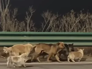 Fuga heroica: 7 cães roubados percorrem 17 km para voltar ao lar