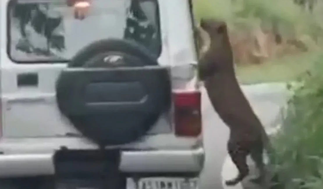 Menino é atacado por leopardo durante safari: 'Lesões profundas'