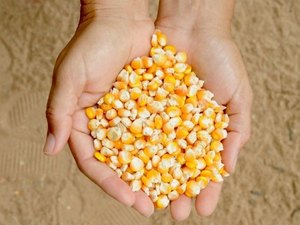 Fetag-­AL anuncia período de cadastro para distribuição de sementes