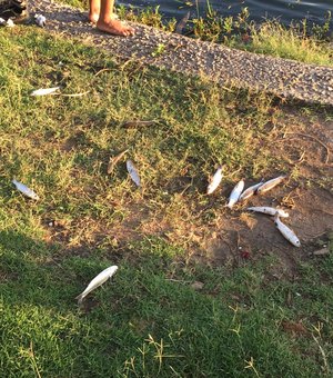 [Vídeo] Dezenas de peixes aparecem mortos na Lagoa da Anta, em Maceió