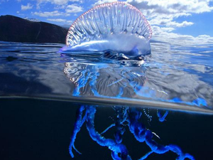 Caravelas-portuguesas voltam a aparecer em Maceió; saiba o que fazer se for ‘’picado’’