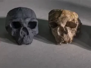 Crânio de 1 milhão de anos desafia crenças sobre evolução humana