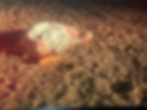 Homem é assassinado a facadas ao tentar separar briga em Piaçabuçu