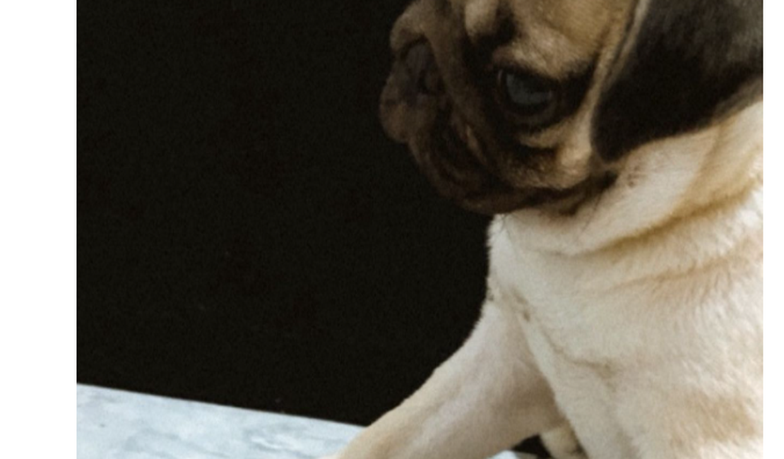 Cachorro desaparece em Arapiraca e tutores pedem ajuda para encontrá-lo
