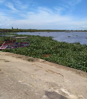 Baronesas infestam rio Manguaba e dificultam tráfego aquaviário