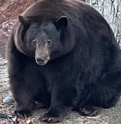 Urso de mais de 200 kg é procurado nos EUA após atacar dezenas de casas