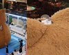 [Vídeo] Gatinho escala urso gigante em shopping na China e tira soneca no topo
