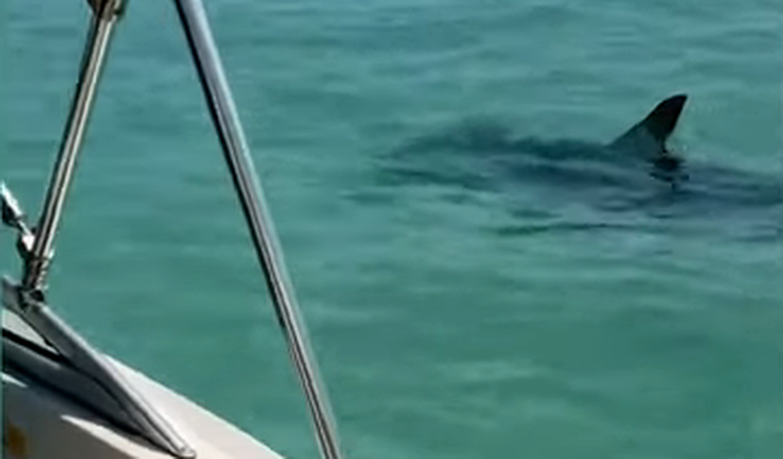 [Vídeo] Praia é fechada após tubarão-martelo rondar próximo a faixa de areia